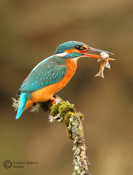 Kingfisher (Alcedo atthis) Garry Smith-741684709.jpg